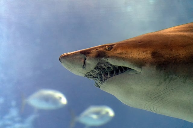 Gros plan sur un requin-taureau