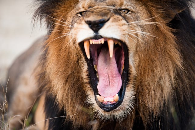 Un lion qui ouvre la gueule