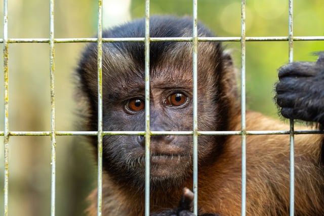 Un bébé singe enfermé dans une cage