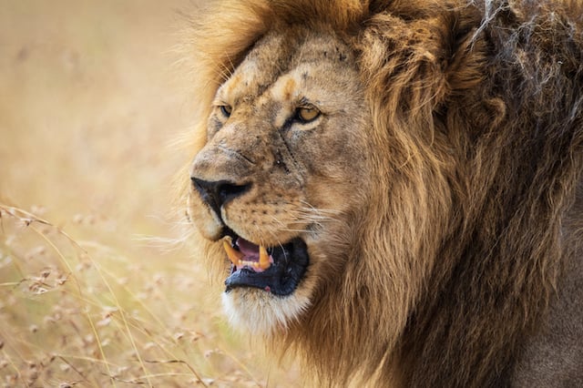 Gros plan sur un lion dans la savane