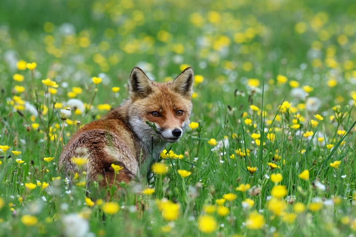 Un renard