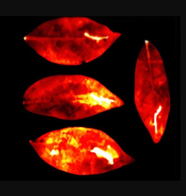 Différence des émissions de lumière sur quatre feuilles d’arbre