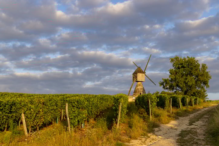 Moulin à vent et vignoble près de Montsoreau, Pays de la Loire