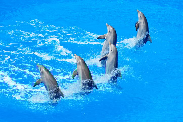 Des dauphins 