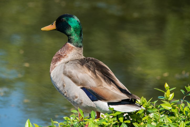 Un canard