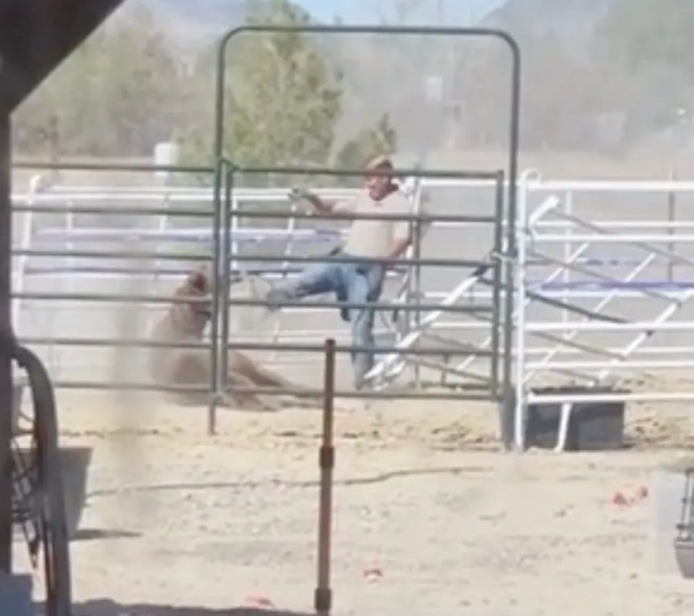 Capture d'écran montrant le vétérinaire frapper le cheval 