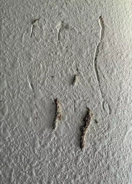 Capture d'écran montrant les termites