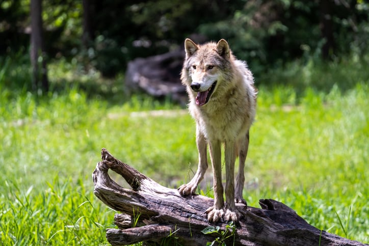 Un coyote photographié dans une forêt américaine