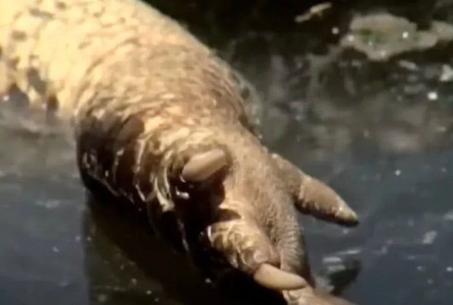 Capture d'écran montrant l'alligator mutilé