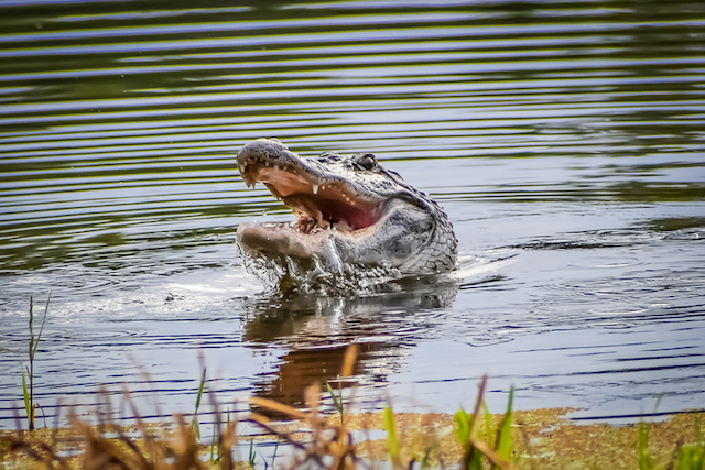 Un alligator dans l'eau