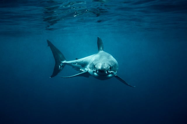 Un grand requin blanc en train de nager 