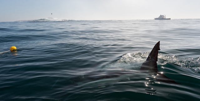 Aileron de requin à la surface