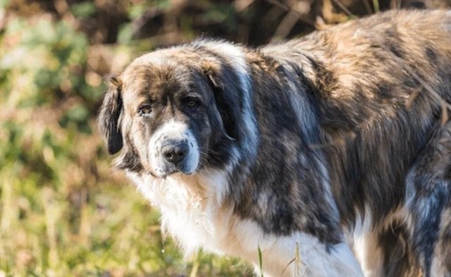 Chien de garde de Moscou