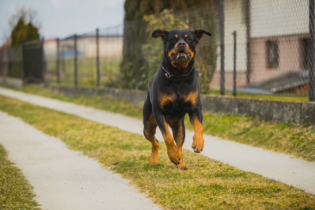 Le rottweiler 