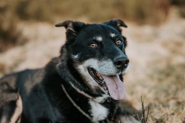 Le beauceron 