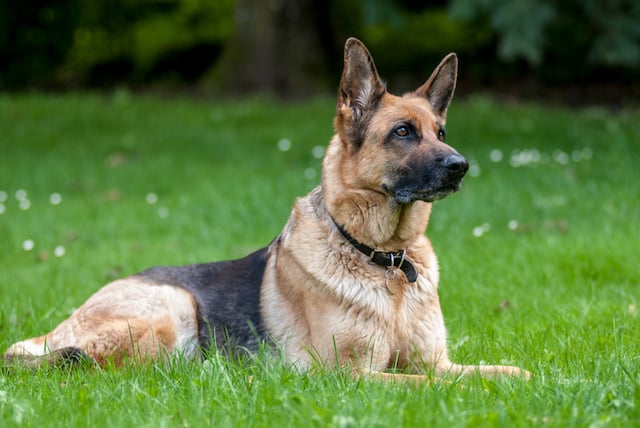 Berger allemand 