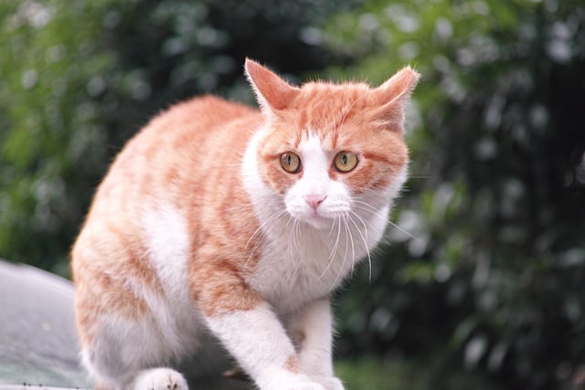 Un chat stressé 