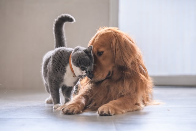 Un chat et un chien en train de câliner 