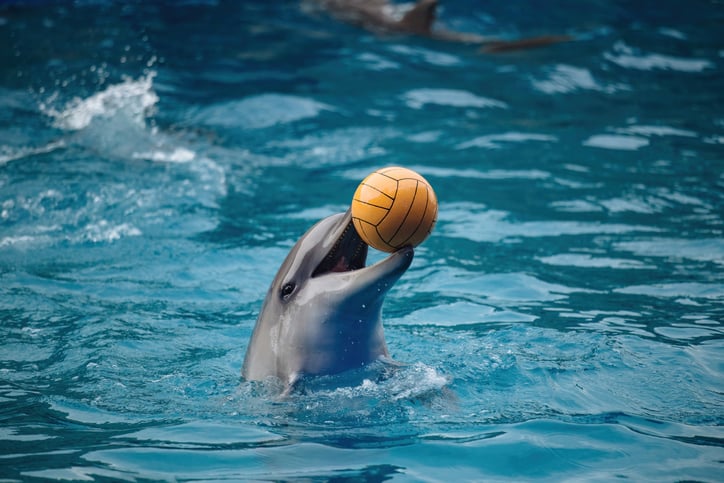 Un dauphin joue avec un ballon