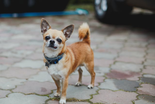 Un chihuahua