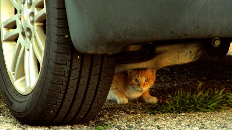 Un chat, apeuré, réfugié sous une voiture
