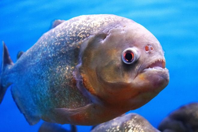 Image d'un piranha