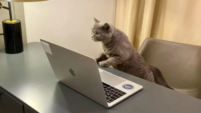 Le chat Jerry sur un bureau