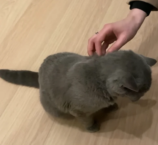 Le chat Jerry se fait caresser