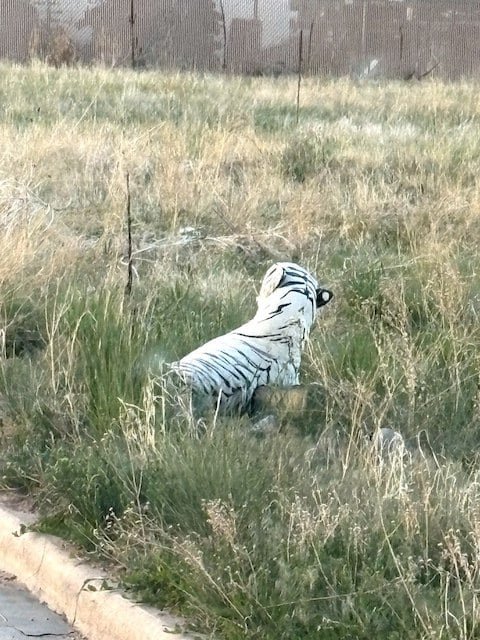 Le tigre en peluche secouru par l'association 