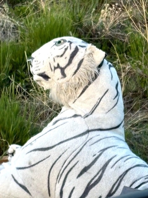 Le tigre en peluche secouru par l'association 