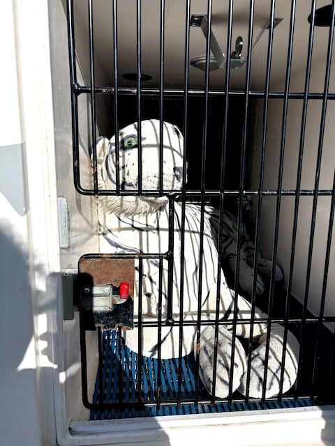 Le tigre en peluche secouru par l'association 