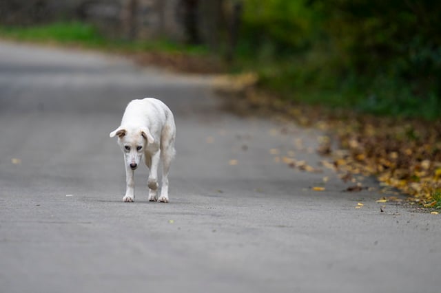 Chien errant sur le bord de la route