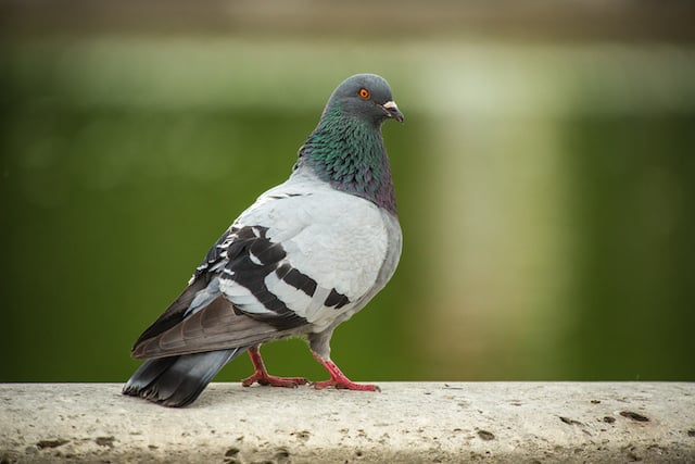 Gros plan sur un pigeon 