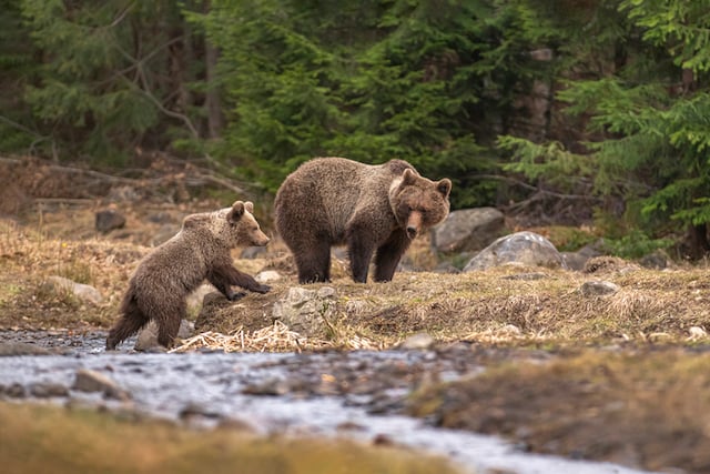 Deux ours bruns dans une forêt 