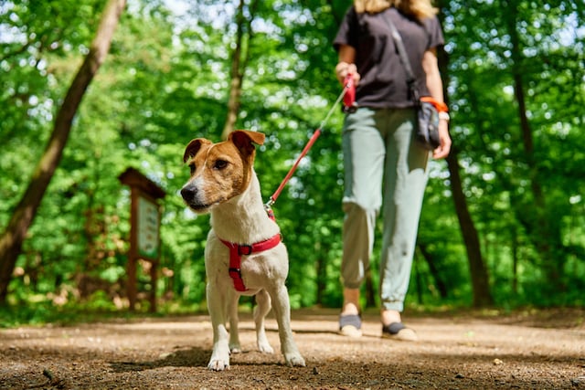 Une femme qui promène son chien dans la forêt 