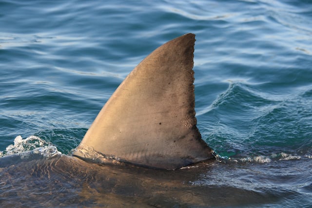 Gros plan sur un aileron de requin