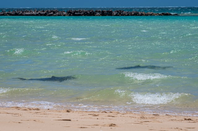 Deux requins nageant à la surface de l'eau