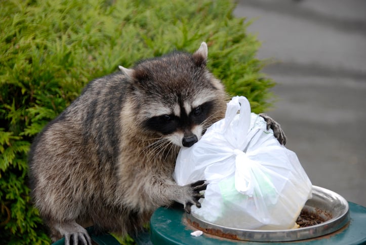 Un raton laveur se nourrit dans une poubelle