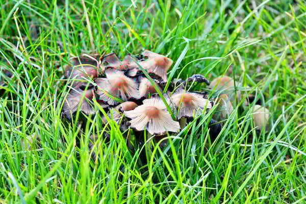 Des champignons