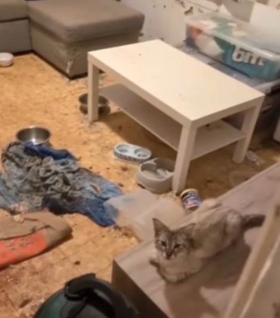 L'un des chats abandonnés dans l'appartement 