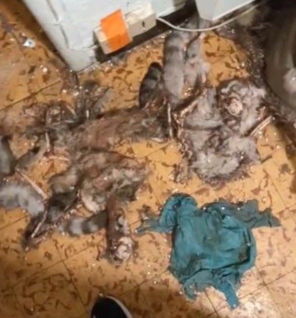 Cadavres des animaux retrouvés dans l'appartement
