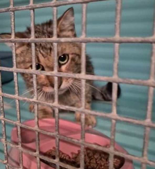 L'un des chats recueillis par la fourrière 