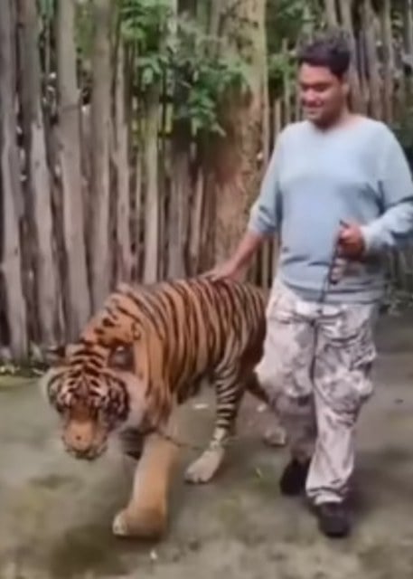 Capture d'écran montrant le touriste marcher avec le tigre  