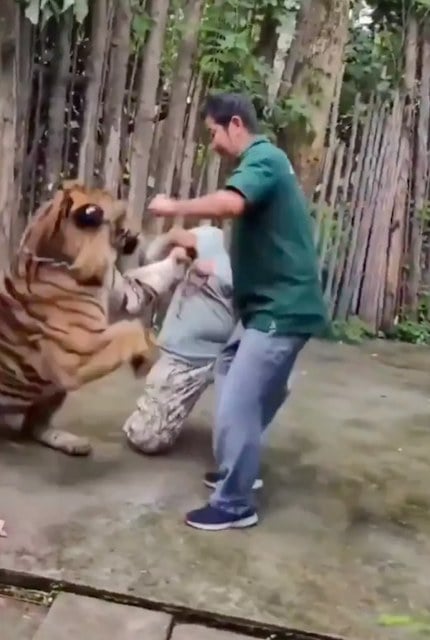 Capture d'écran montrant le tigre attaquer le touriste 