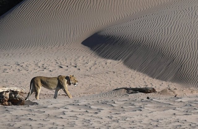 Lionne du désert 