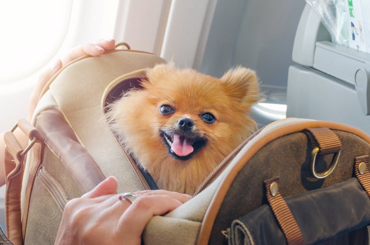 Un petit chien dans un sac 