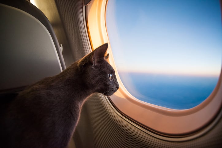 Un chat dans un avion