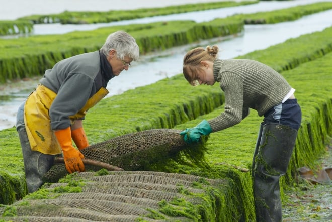 des agrocultrices récoltent des algues