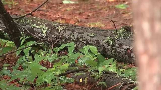 La branche d'arbre qui est tombée sur Manuel Pinzon