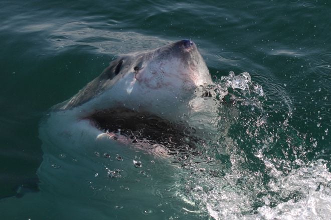 Un grand requin blanc 